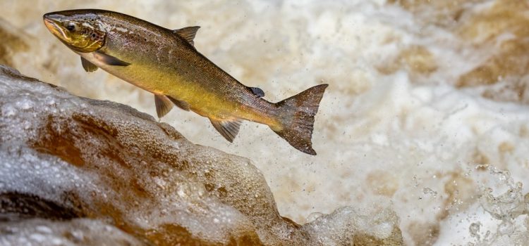 Lorsque vous donnez de la cocaïne à des saumons, ils nagent plus fort et vivent (étrangement) plus longtemps, selon une étude Lorsque vous donnez de la cocaïne à des saumons, ils nagent plus fort et vivent (étrangement) plus longtemps, selon une étude