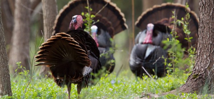 Les 7 erreurs de chasse à la dinde que tout le monde commet au moins une fois Les 7 erreurs de chasse à la dinde que tout le monde commet au moins une fois
