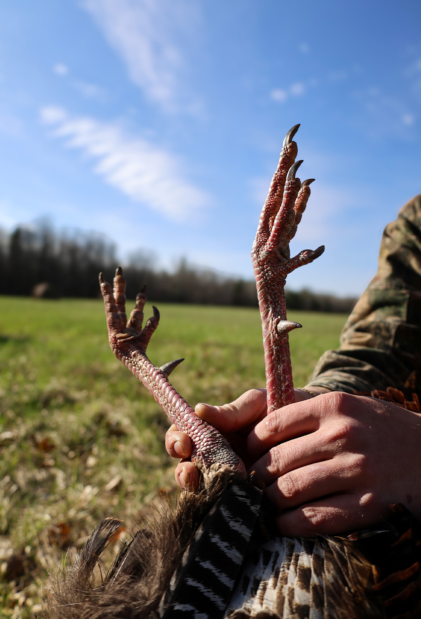 [Titre du site] J'ai été sauté par un lynx roux alors que j'appelais un Gobbler, et j'ai tout filmé en vidéo