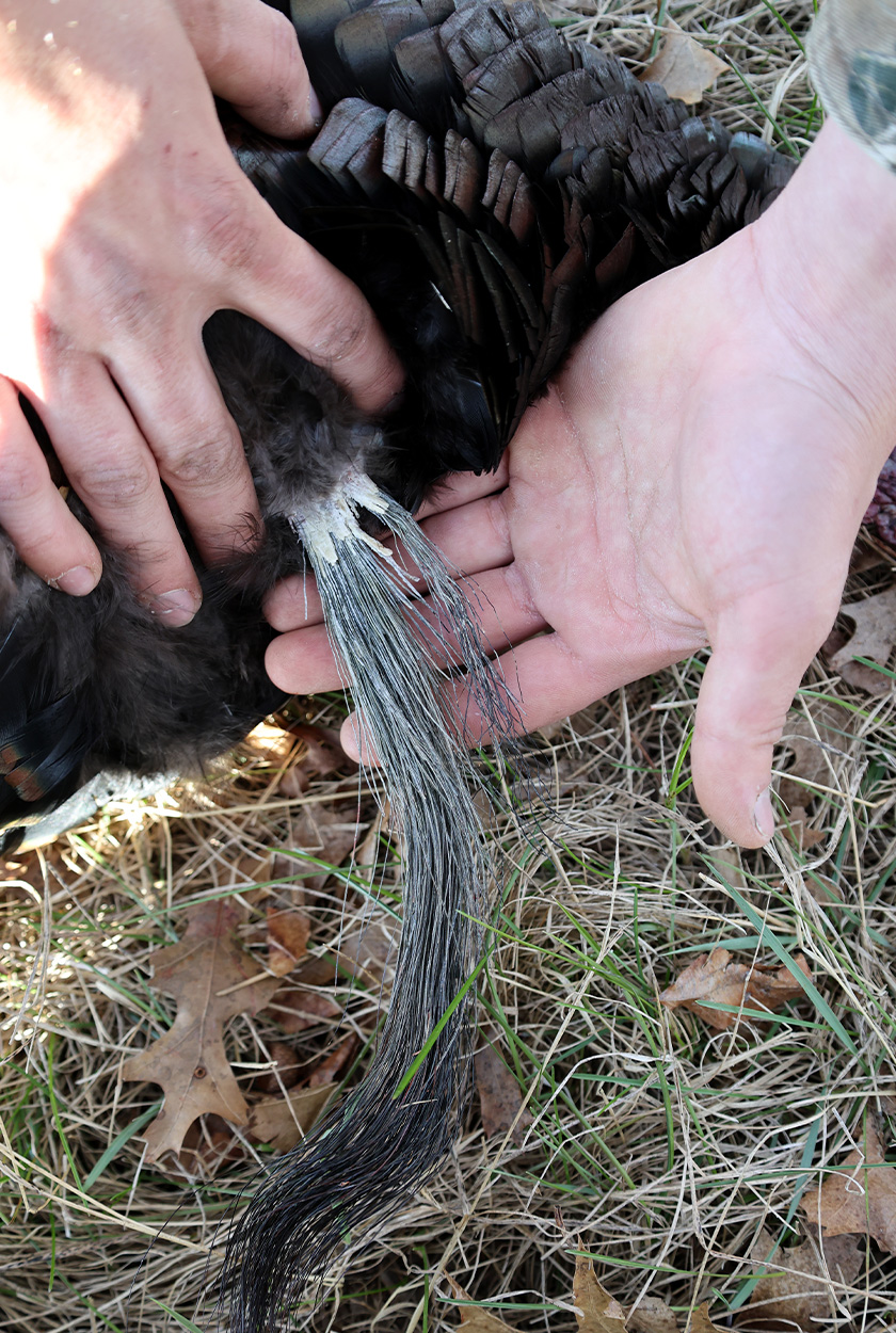 [Titre du site] J'ai été sauté par un lynx roux alors que j'appelais un Gobbler, et j'ai tout filmé en vidéo