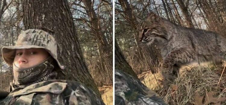 J'ai été sauté par un lynx roux alors que j'appelais un Gobbler, et j'ai tout filmé en vidéo

