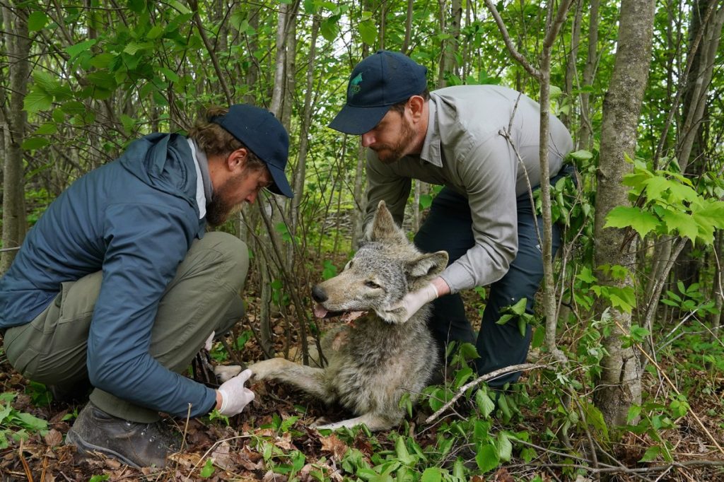 Le Wisconsin stockera moins de poissons, traquera moins de loups et effectuera moins de travaux sur l'habitat. Les problèmes budgétaires sont à blâmer