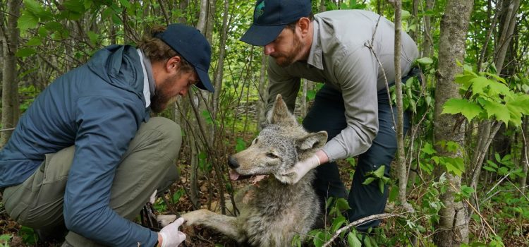 Le Wisconsin stockera moins de poissons, traquera moins de loups et effectuera moins de travaux sur l'habitat. Les problèmes budgétaires sont à blâmer
