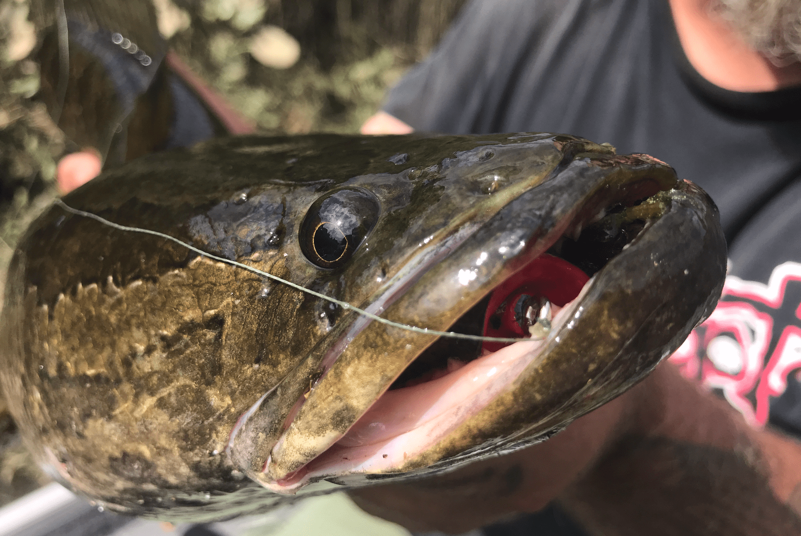 [Titre du site] Les espèces de poissons les plus savoureuses que vous n'avez jamais mangées (mais que vous devriez absolument essayer)