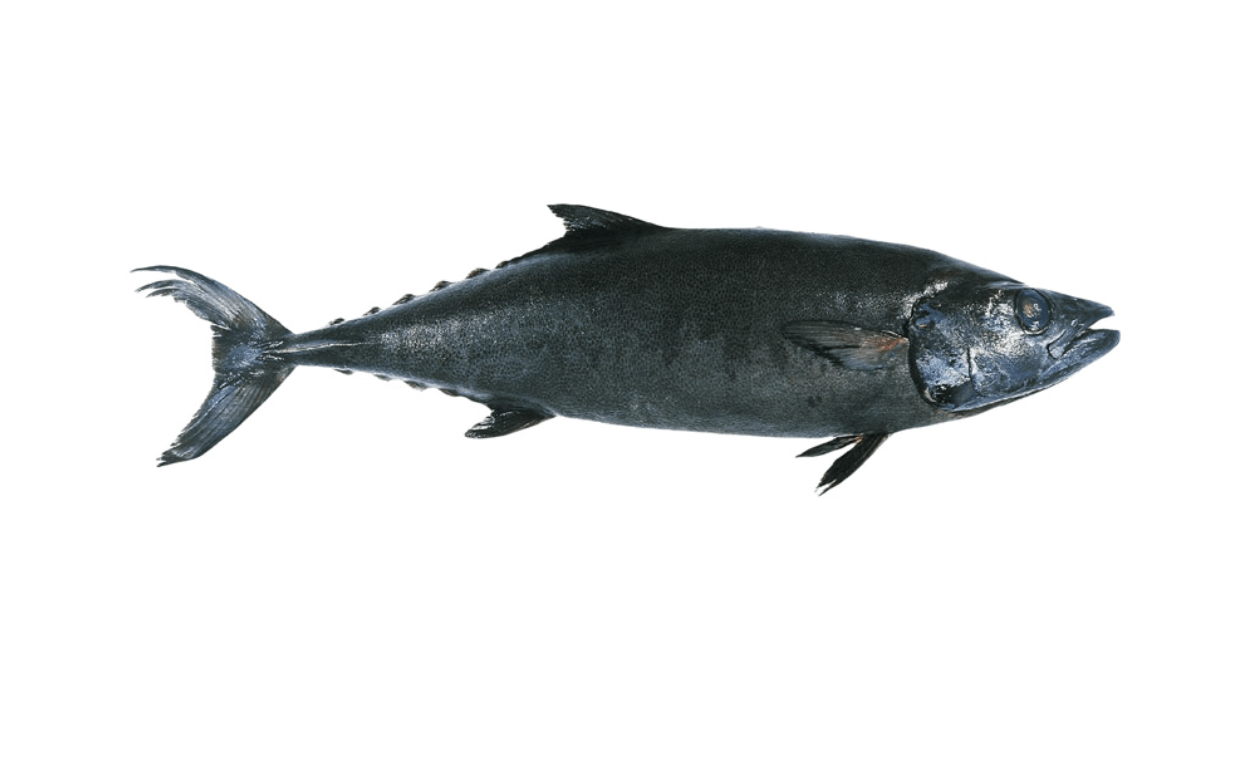 [Titre du site] Les espèces de poissons les plus savoureuses que vous n'avez jamais mangées (mais que vous devriez absolument essayer)