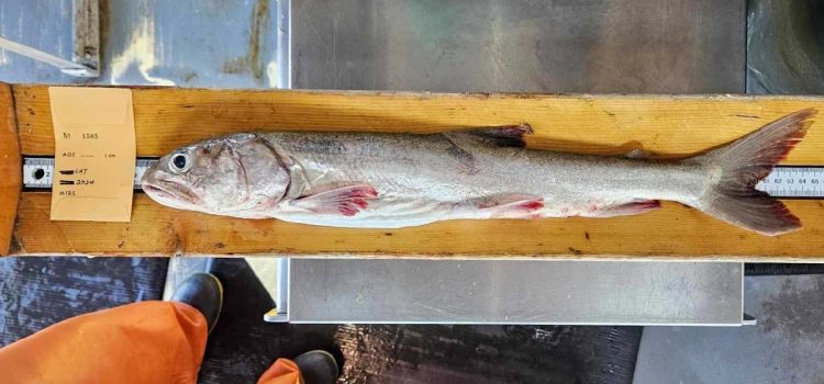 Le cas bizarre de la truite « zombie » du lac Supérieur mystifie les chercheurs | Vie en plein air
