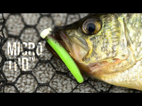 [Titre du site] Micro Ned Rigs : l'appât ultime pour attraper le panfish et le bar