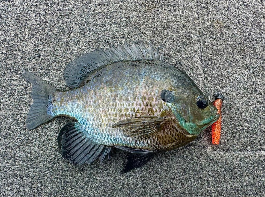 Micro Ned Rigs : l'appât ultime pour attraper le panfish et le bar