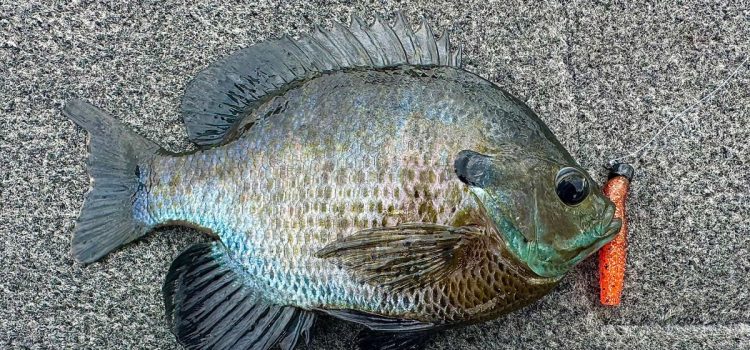 Micro Ned Rigs : l'appât ultime pour attraper le panfish et le bar
