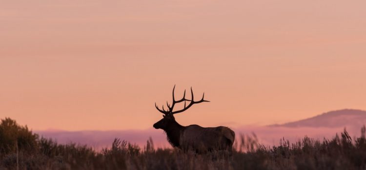 L'Idaho interdit les caméras cellulaires sur les terres publiques, la chasse au cerf et au wapiti avec des thermiques, etc.
