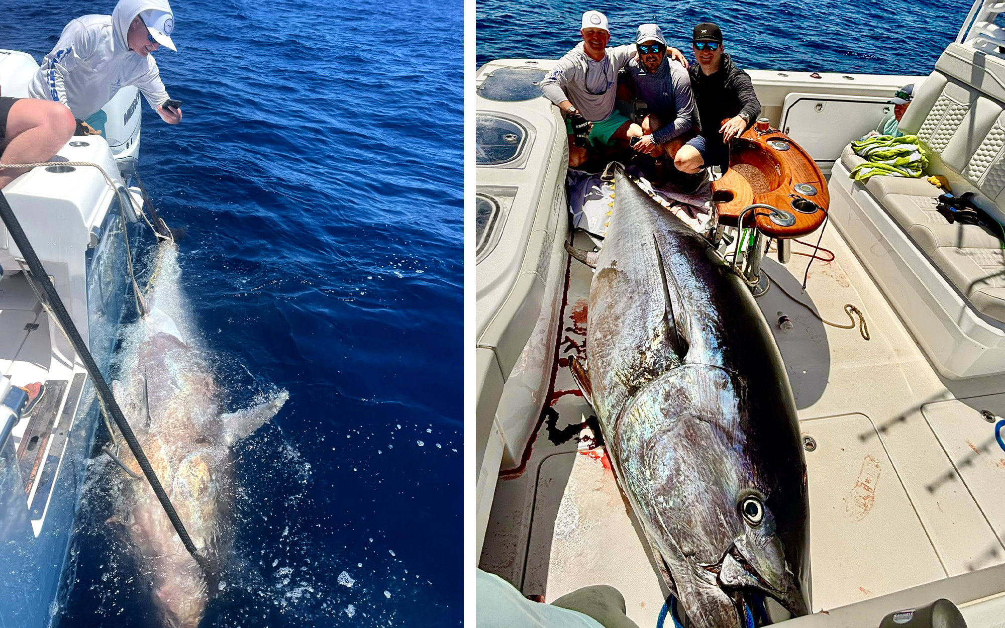 [Titre du site] C'est officiel : ce thon gigantesque est le plus gros thon rouge jamais pêché au Texas