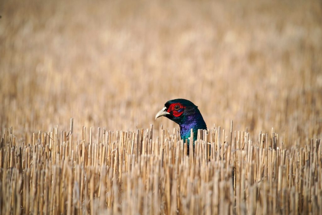 La Chambre vient d'adopter sa version du Farm Bill, qui est attendue depuis des années