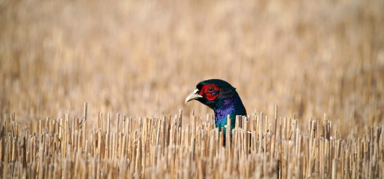 La Chambre vient d'adopter sa version du Farm Bill, qui est attendue depuis des années
