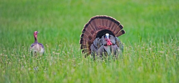 La saison de la dinde est la meilleure façon de présenter de nouveaux chasseurs. Changer d'avis
