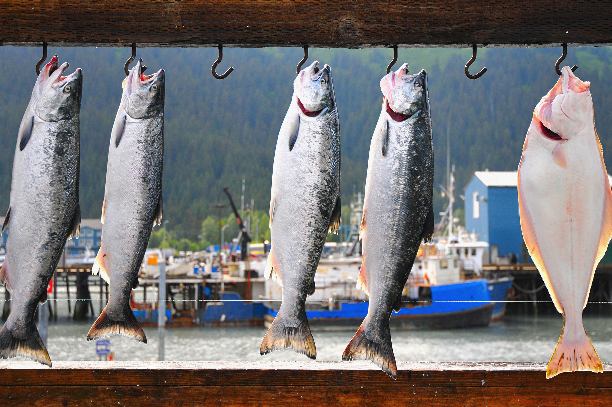 [Titre du site] Les espèces de poissons les plus savoureuses que vous n'avez jamais mangées (mais que vous devriez absolument essayer)