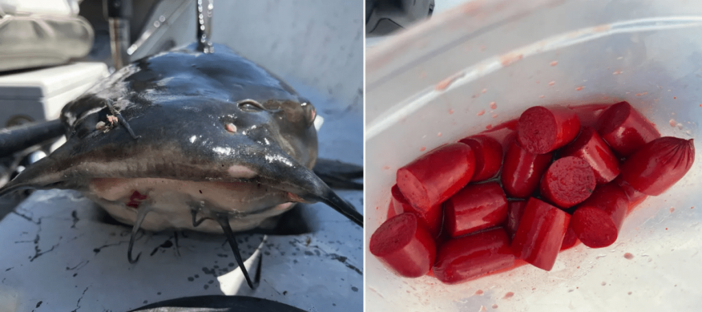 Les hot-dogs sont toujours le meilleur appât pour attraper le poisson-chat de rivière