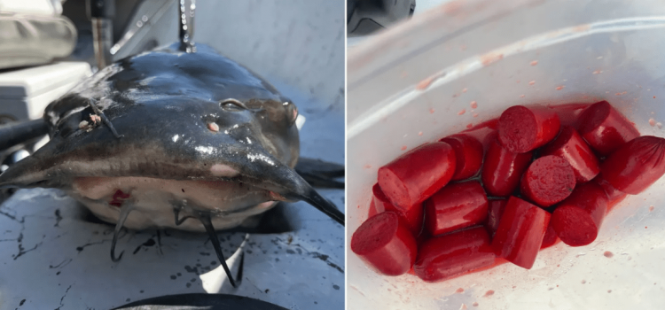 Les hot-dogs sont toujours le meilleur appât pour attraper le poisson-chat de rivière Les hot-dogs sont toujours le meilleur appât pour attraper le poisson-chat de rivière