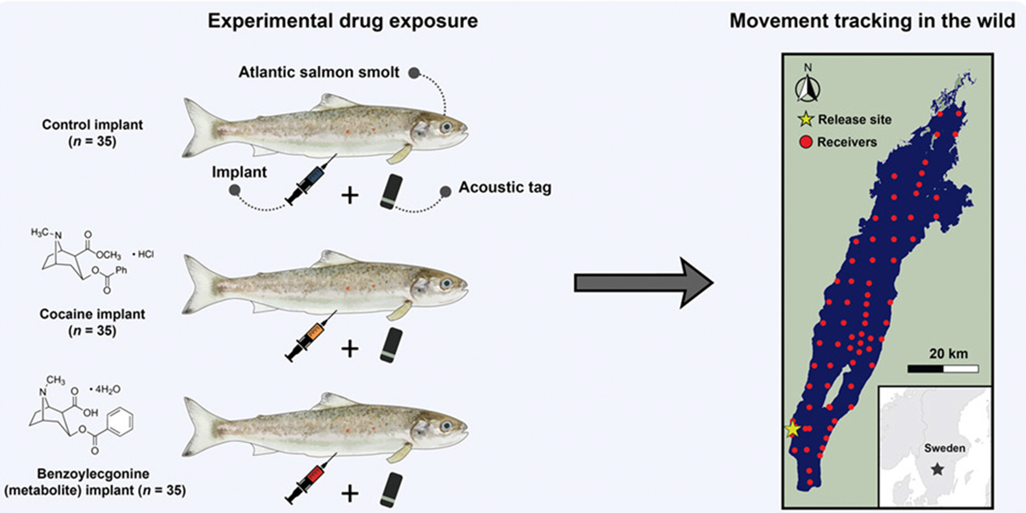 [Titre du site] Lorsque vous donnez de la cocaïne à des saumons, ils nagent plus fort et vivent (étrangement) plus longtemps, selon une étude