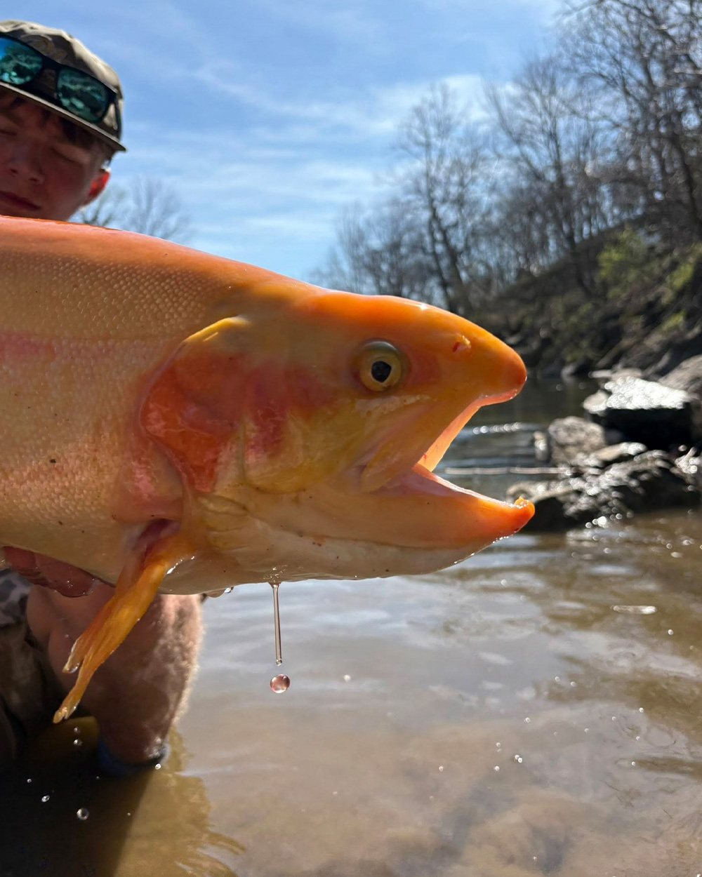 [Titre du site] « Trop gros pour sauter. » L'énorme truite arc-en-ciel dorée d'un adolescent de Virginie-Occidentale est un record d'État en attente