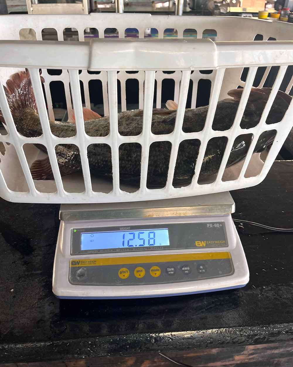 [Titre du site] Un pêcheur de bar qui a menti sur l'endroit où il a attrapé un poisson de 12 livres risque désormais 10 ans de prison