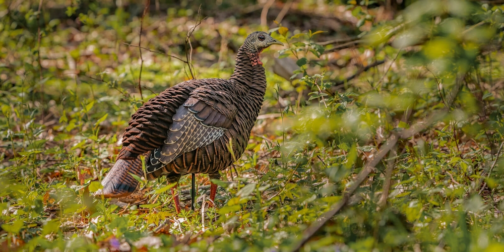 [Titre du site] 17 conseils sournois pour la chasse à la dinde en fin de saison pour cibler les Toms sous pression