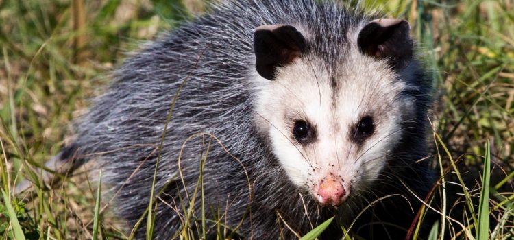 Pour cibler les pythons, des chercheurs de Floride suivent des opossums par GPS et attendent qu'ils soient mangés
