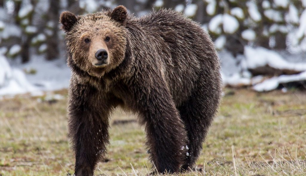 Des randonneurs de Yellowstone évacués par hélicoptère après une attaque d'ours dans l'avant-pays