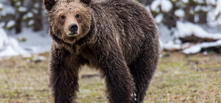 Des randonneurs de Yellowstone évacués par hélicoptère après une attaque d'ours dans l'avant-pays
