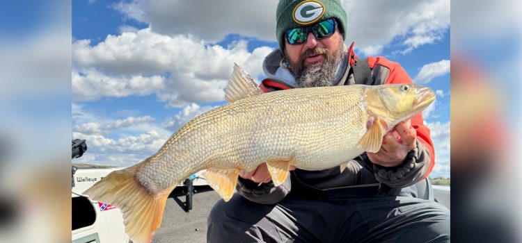 Un pêcheur de doré attrape un record mondial en attente de Pikeminnow – le poisson indigène dont la tête est mise à prix
