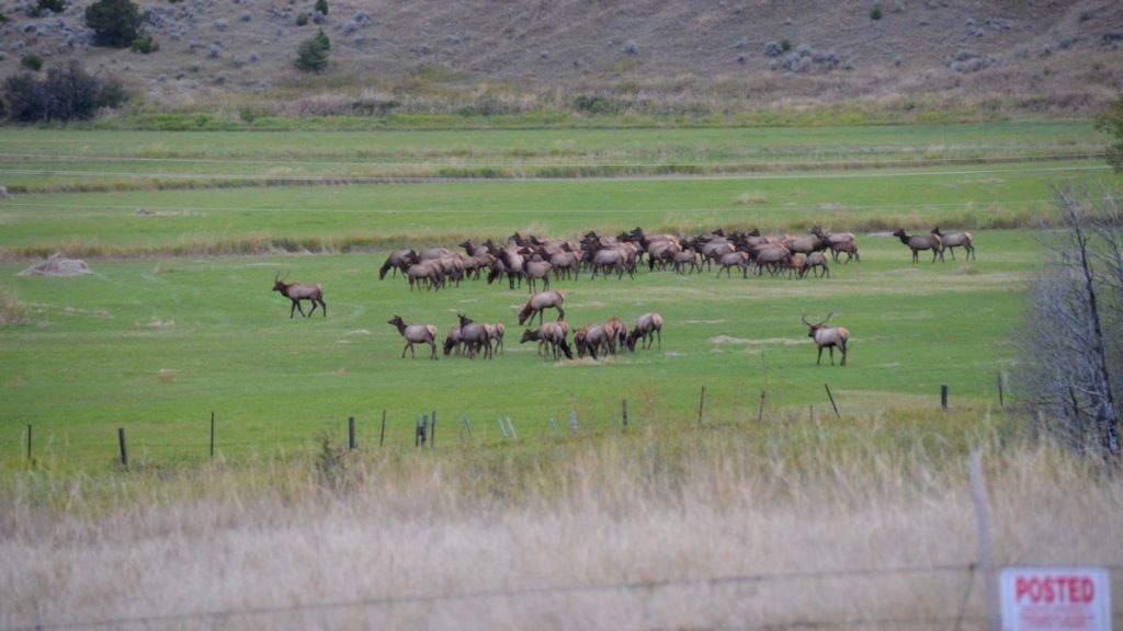 Le Dakota du Sud va émettre des étiquettes d'élan « illimitées » pour les chasseurs à l'est de la rivière Missouri