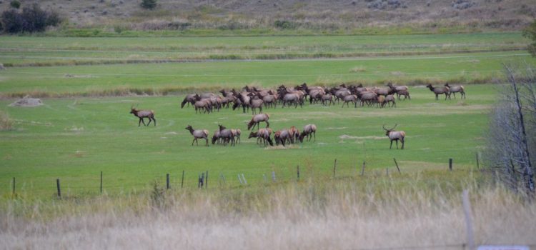 Le Dakota du Sud va émettre des étiquettes d'élan « illimitées » pour les chasseurs à l'est de la rivière Missouri
