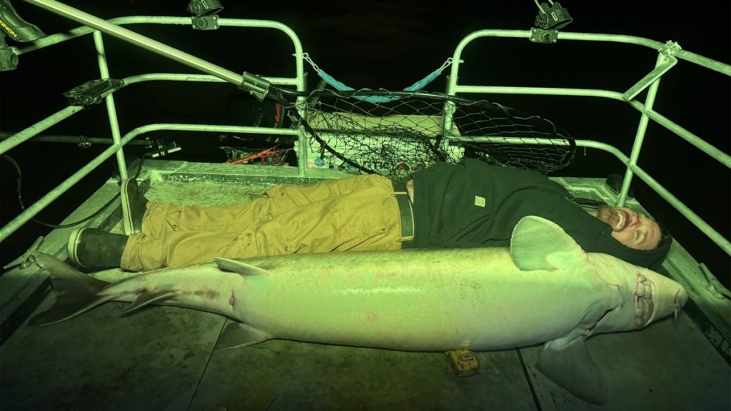 «Un combat à mains nues.» Des amis pêcheurs ont lutté contre cet esturgeon record dans leur bateau