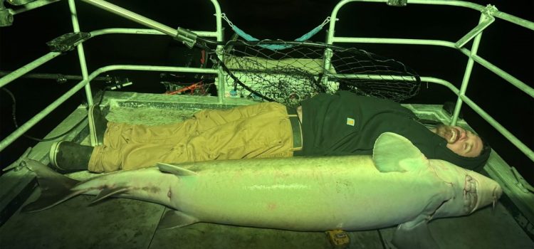 «Un combat à mains nues.» Des amis pêcheurs ont lutté contre cet esturgeon record dans leur bateau
