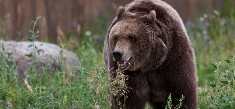 Un randonneur disparu retrouvé mort dans le parc national des Glaciers a probablement été tué par un grizzly
