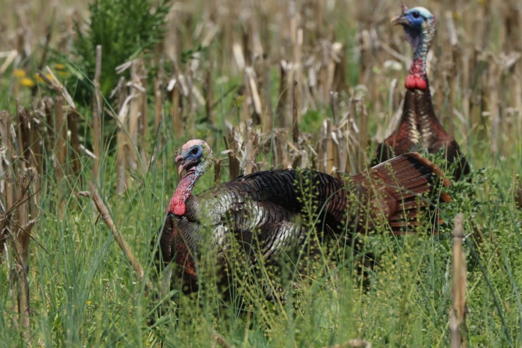 17 conseils sournois pour la chasse à la dinde en fin de saison pour cibler les Toms sous pression