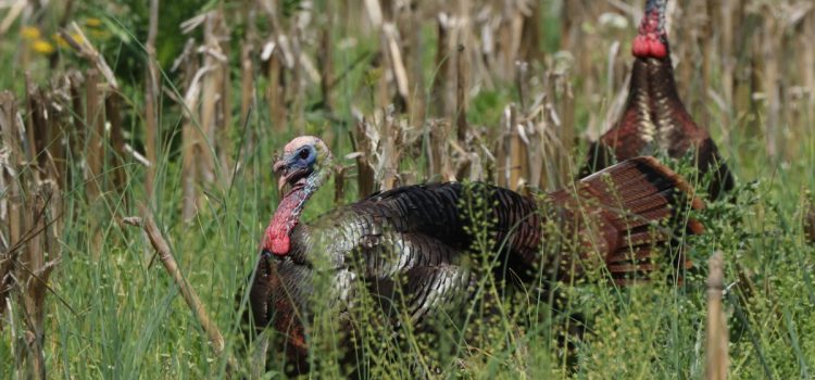 17 conseils sournois pour la chasse à la dinde en fin de saison pour cibler les Toms sous pression 17 conseils sournois pour la chasse à la dinde en fin de saison pour cibler les Toms sous pression