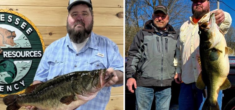 « Maintenant, c’est un poisson. » Cet achigan à grande bouche vient d’être déclaré nouveau record du Tennessee « Maintenant, c'est un poisson. » Cet achigan à grande bouche vient d'être déclaré nouveau record du Tennessee