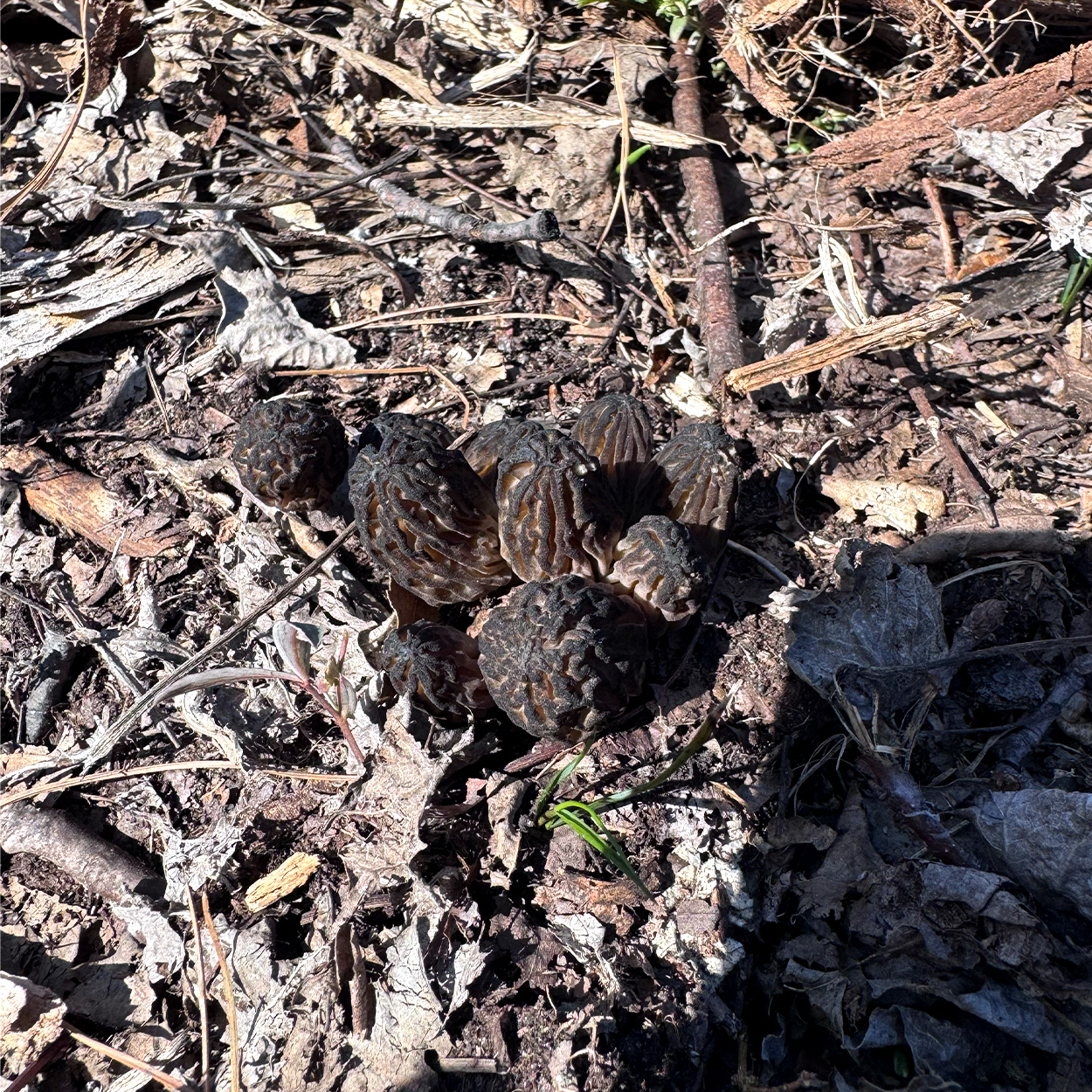 [Titre du site] Les chasseurs de champignons du Minnesota transportent 1 500 morilles à partir d’un seul endroit