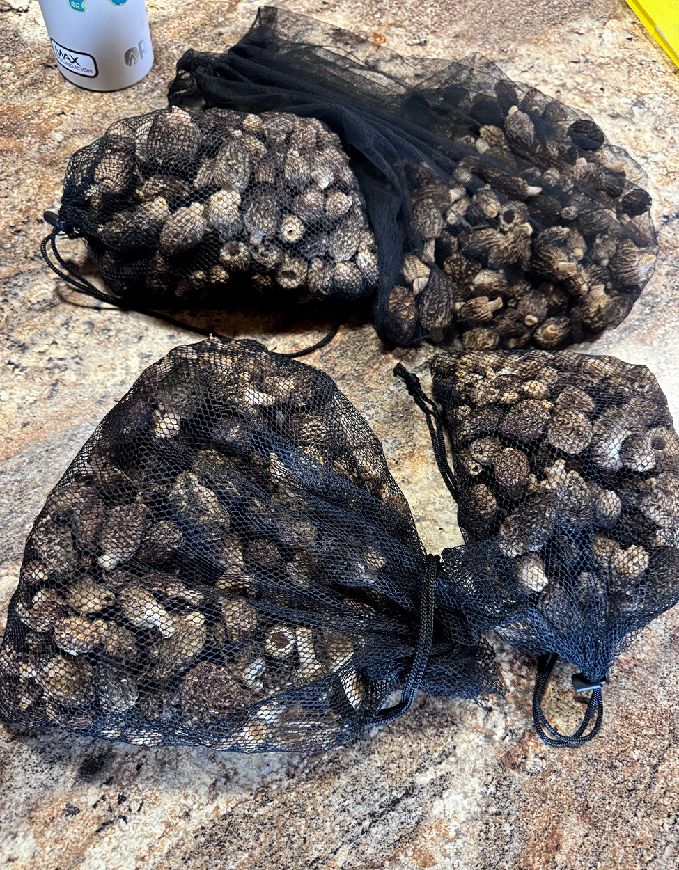 [Titre du site] Les chasseurs de champignons du Minnesota transportent 1 500 morilles à partir d’un seul endroit