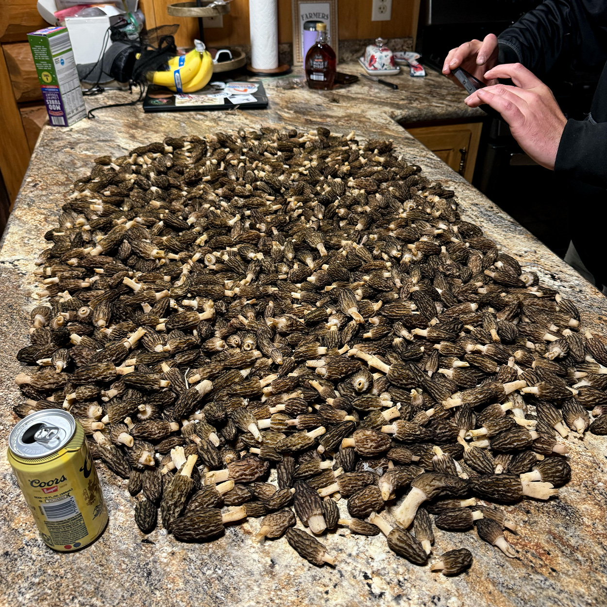 [Titre du site] Les chasseurs de champignons du Minnesota transportent 1 500 morilles à partir d’un seul endroit