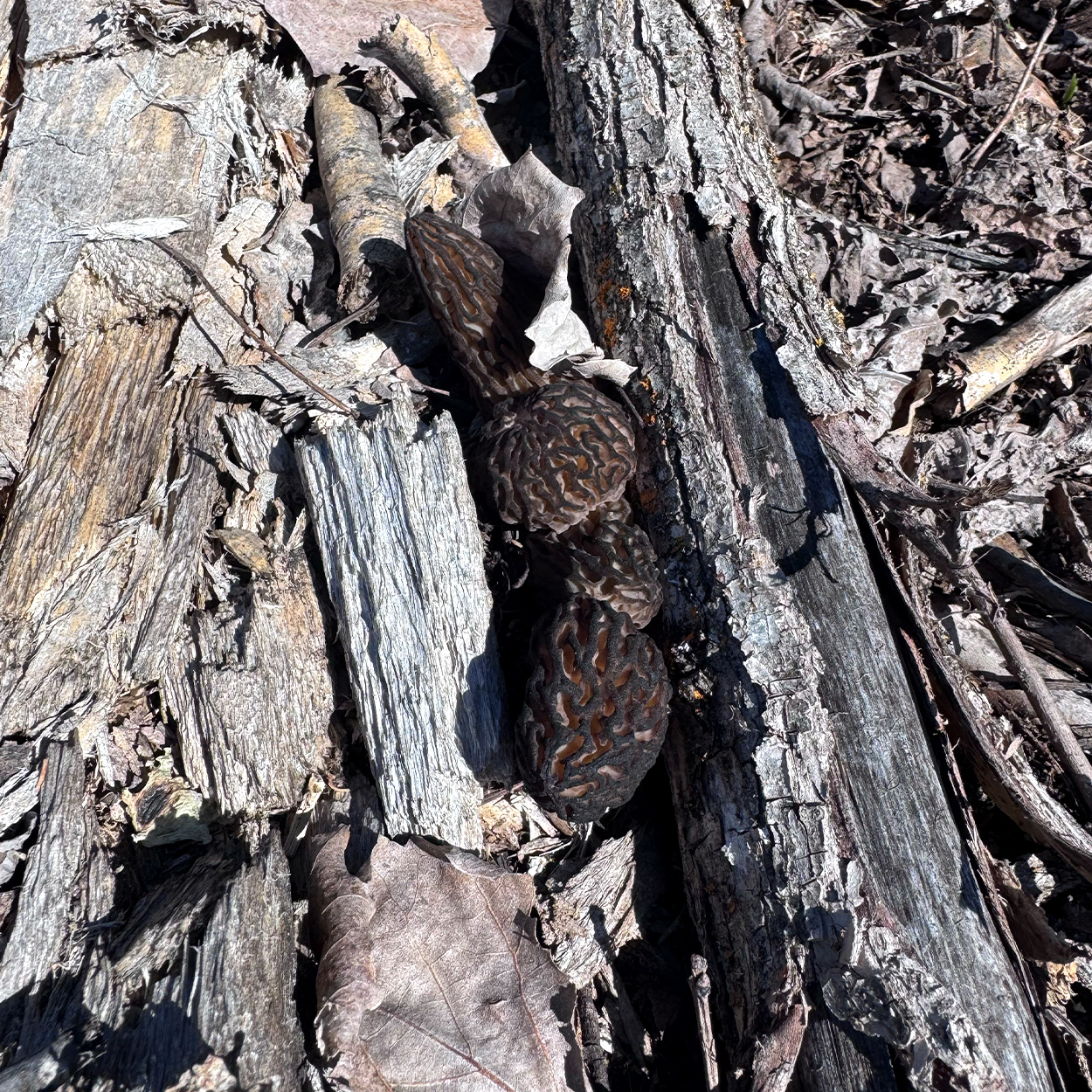 [Titre du site] Les chasseurs de champignons du Minnesota transportent 1 500 morilles à partir d’un seul endroit