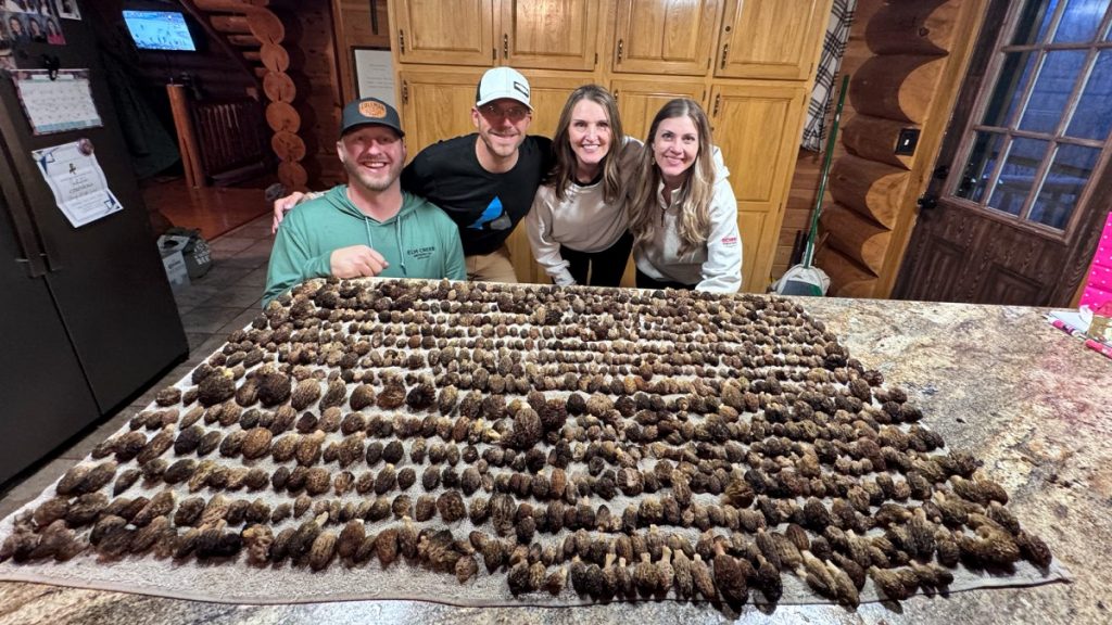 Les chasseurs de champignons du Minnesota transportent 1 500 morilles à partir d’un seul endroit