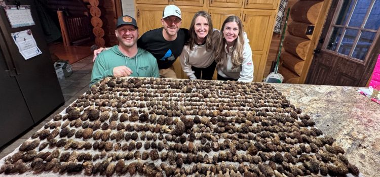 Les chasseurs de champignons du Minnesota transportent 1 500 morilles à partir d’un seul endroit Les chasseurs de champignons du Minnesota transportent 1 500 morilles à partir d’un seul endroit