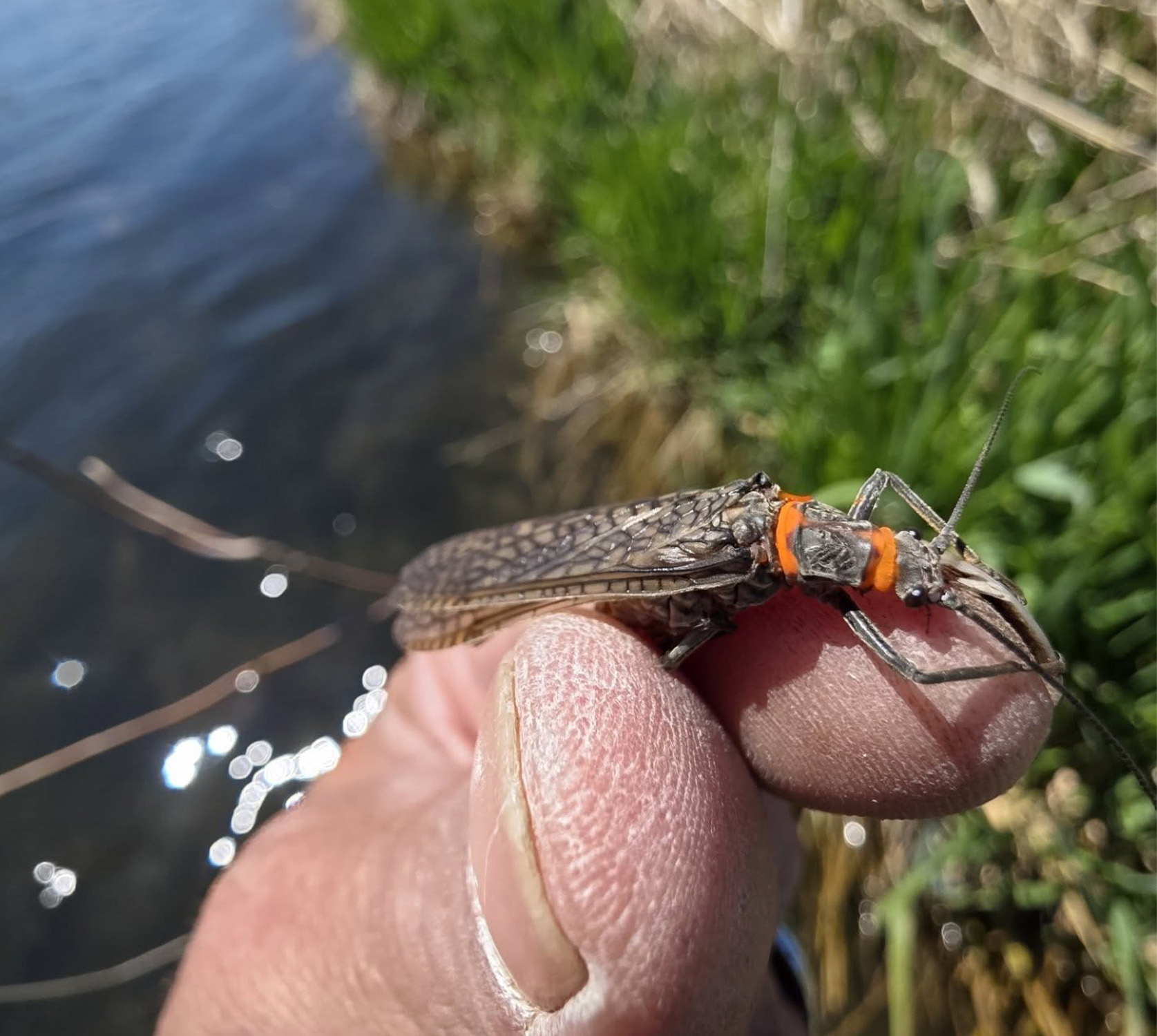 [Titre du site] Un guide rapide pour pêcher l’écoutille la plus épique de l’Ouest