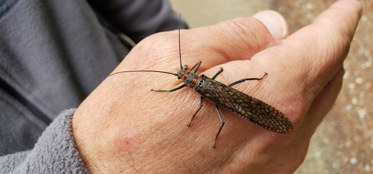 Un guide rapide pour pêcher l’écoutille la plus épique de l’Ouest
