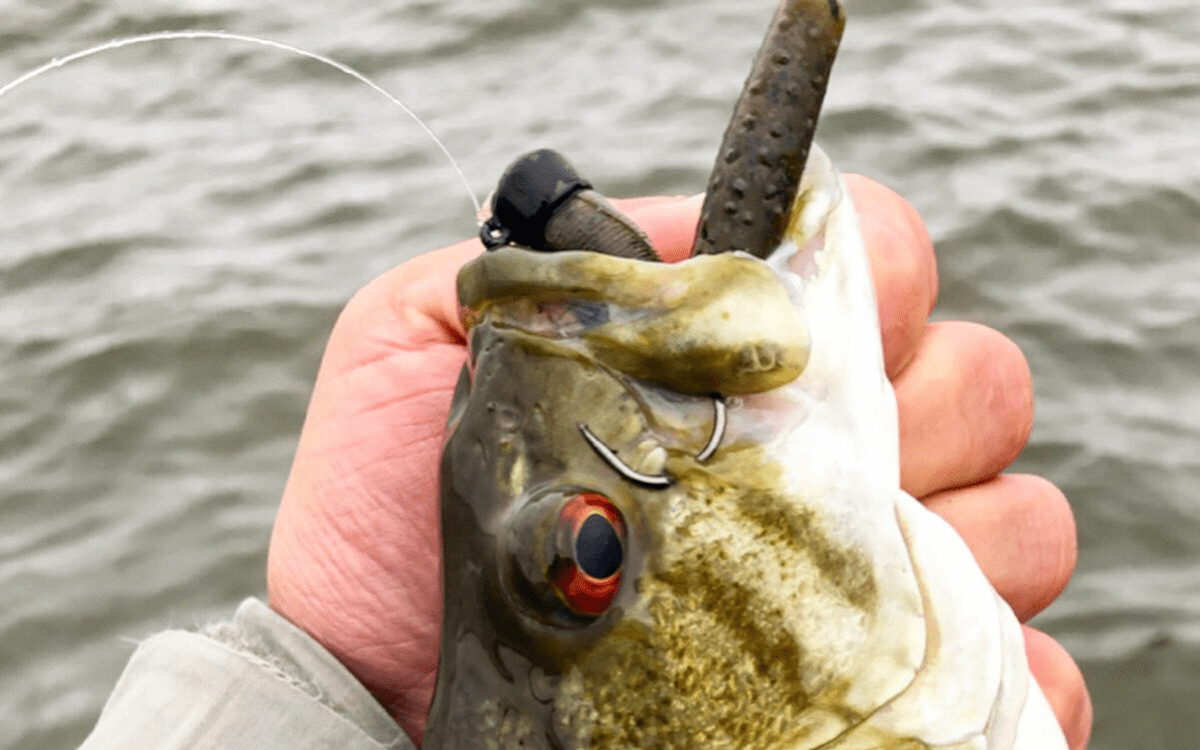 [Titre du site] The Ned Rig : un guide complet sur les appâts, l'équipement et comment le pêcher
