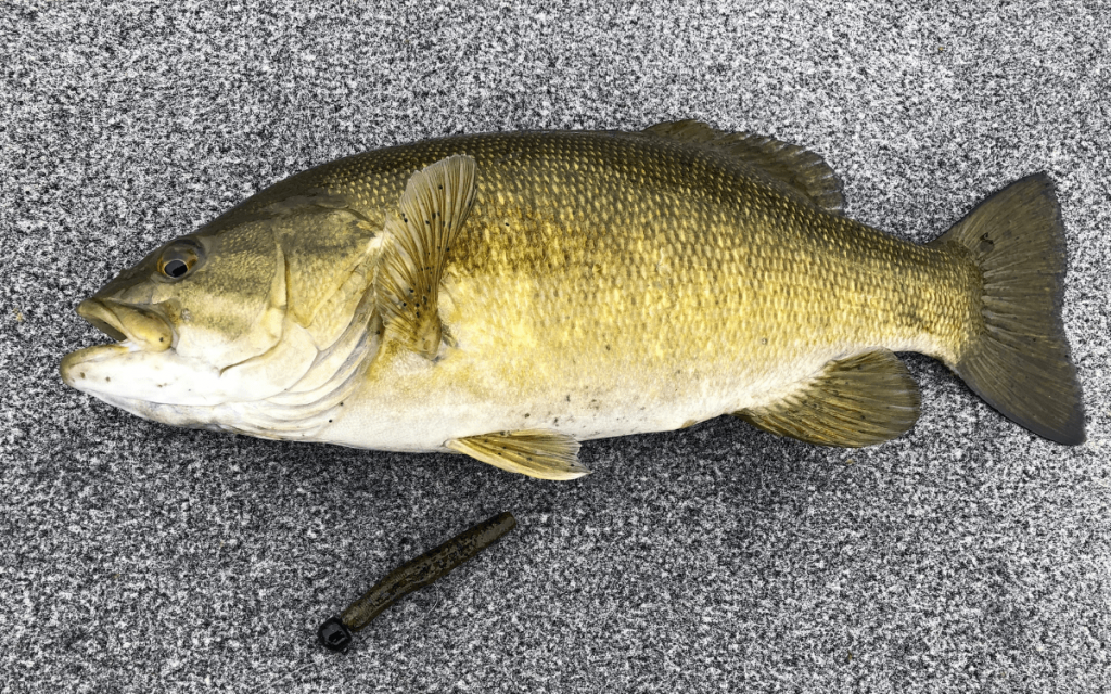 The Ned Rig : un guide complet sur les appâts, l'équipement et comment le pêcher