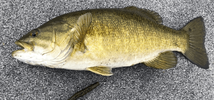 The Ned Rig : un guide complet sur les appâts, l'équipement et comment le pêcher
