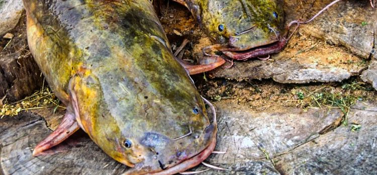 L'astuce étrange que les pêcheurs de poisson-chat utilisent pour appeler les poissons au bateau

