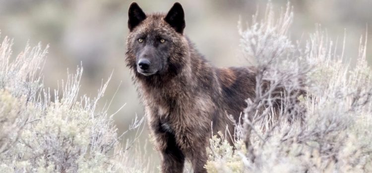 Le Wyoming va réduire de moitié la récolte de loups en raison d’une épidémie près de Yellowstone Le Wyoming va réduire de moitié la récolte de loups en raison d'une épidémie près de Yellowstone